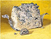 Amablu Blue Cheese
