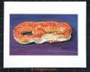 Pretzel - small print